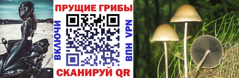 Купить где  Серафимович  Галлюциногенные грибы Cubensis 
